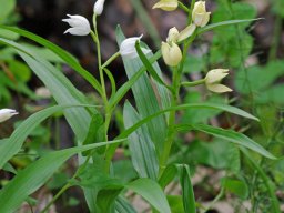 Cephalanthera_longifolia_Alvados